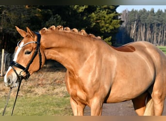 Niemiecki kuc wierzchowy, Klacz, 4 lat, 151 cm, Kasztanowata