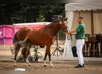 Niemiecki kuc wierzchowy, Klacz, 4 lat, 152 cm, Gniada