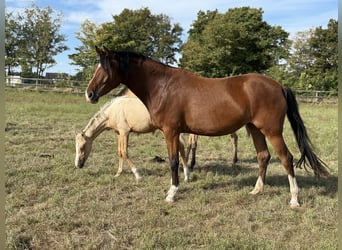 Niemiecki kuc wierzchowy, Klacz, 4 lat, 152 cm, Gniada