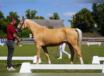 Niemiecki kuc wierzchowy, Klacz, 4 lat, 153 cm, Izabelowata
