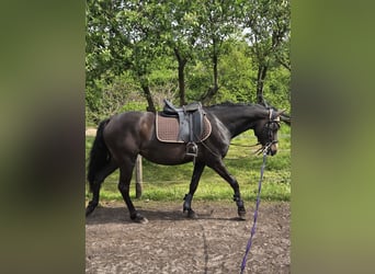 Niemiecki kuc wierzchowy, Klacz, 4 lat, 153 cm, Skarogniada