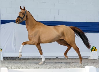 Niemiecki kuc wierzchowy, Klacz, 4 lat, 155 cm, Kasztanowata