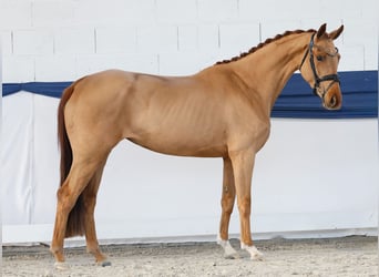 Niemiecki kuc wierzchowy, Klacz, 4 lat, 155 cm, Kasztanowata