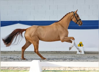 Niemiecki kuc wierzchowy, Klacz, 4 lat, 155 cm, Kasztanowata