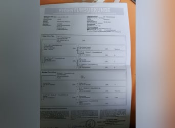 Niemiecki kuc wierzchowy, Klacz, 4 lat