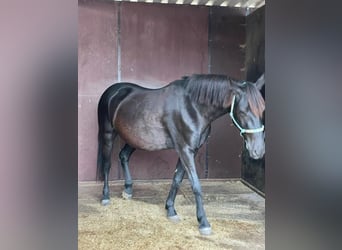 Niemiecki kuc wierzchowy, Klacz, 5 lat, 136 cm, Kara