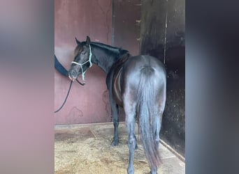 Niemiecki kuc wierzchowy, Klacz, 5 lat, 136 cm, Kara