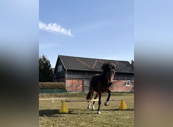 Niemiecki kuc wierzchowy Mix, Klacz, 5 lat, 140 cm