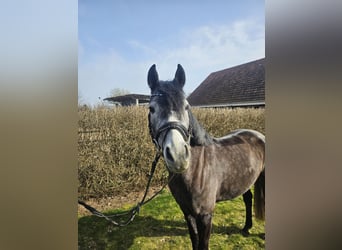 Niemiecki kuc wierzchowy, Klacz, 5 lat, 142 cm, Karosiwa