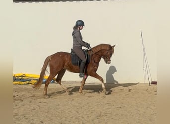 Niemiecki kuc wierzchowy, Klacz, 5 lat, 143 cm, Kasztanowata