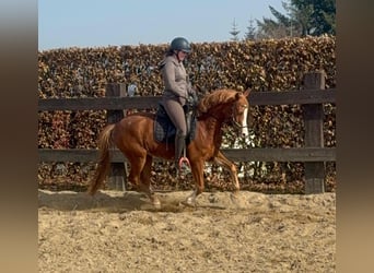 Niemiecki kuc wierzchowy, Klacz, 5 lat, 143 cm, Kasztanowata