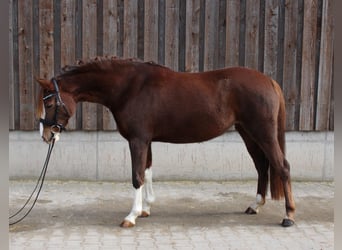 Niemiecki kuc wierzchowy, Klacz, 5 lat, 143 cm, Kasztanowata