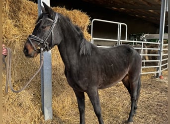 Niemiecki kuc wierzchowy, Klacz, 5 lat, 144 cm, Ciemnogniada