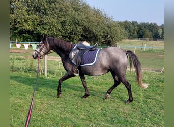 Niemiecki kuc wierzchowy Mix, Klacz, 5 lat, 144 cm, Siwa