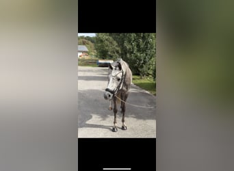 Niemiecki kuc wierzchowy, Klacz, 5 lat, 144 cm, Siwa