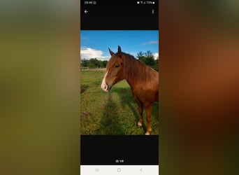 Niemiecki kuc wierzchowy Mix, Klacz, 5 lat, 145 cm, Ciemnokasztanowata