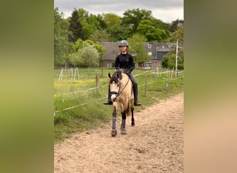 Niemiecki kuc wierzchowy, Klacz, 5 lat, 145 cm, Jelenia