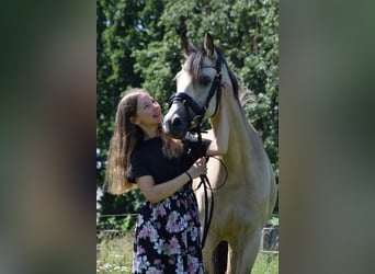 Niemiecki kuc wierzchowy, Klacz, 5 lat, 145 cm, Jelenia