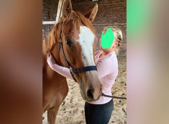 Niemiecki kuc wierzchowy, Klacz, 5 lat, 145 cm, Kasztanowata