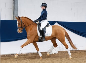 Niemiecki kuc wierzchowy, Klacz, 5 lat, 145 cm, Kasztanowata