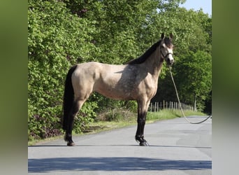 Niemiecki kuc wierzchowy, Klacz, 5 lat, 146 cm, Bułana