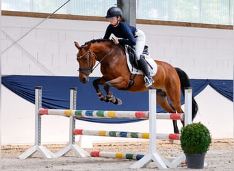 Niemiecki kuc wierzchowy, Klacz, 5 lat, 146 cm, Gniada