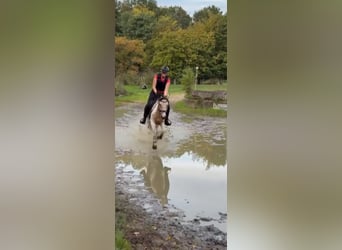 Niemiecki kuc wierzchowy, Klacz, 5 lat, 146 cm, Tobiano wszelkich maści
