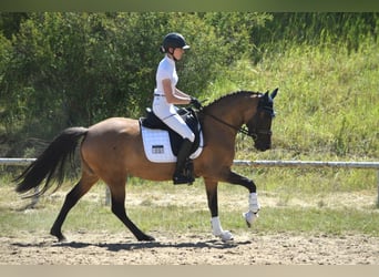 Niemiecki kuc wierzchowy, Klacz, 5 lat, 147 cm, Bułana