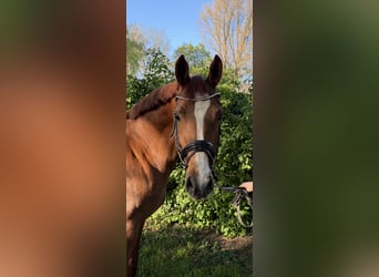 Niemiecki kuc wierzchowy, Klacz, 5 lat, 147 cm, Ciemnokasztanowata