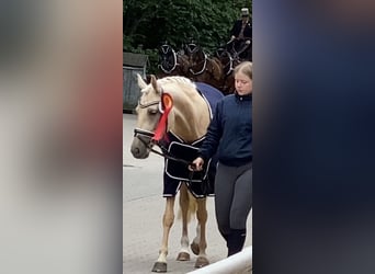 Niemiecki kuc wierzchowy, Klacz, 5 lat, 147 cm, Izabelowata