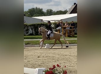 Niemiecki kuc wierzchowy, Klacz, 5 lat, 147 cm, Izabelowata