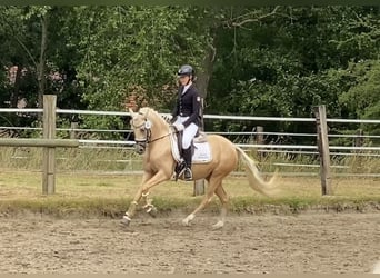 Niemiecki kuc wierzchowy, Klacz, 5 lat, 147 cm, Izabelowata