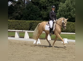 Niemiecki kuc wierzchowy, Klacz, 5 lat, 147 cm, Izabelowata
