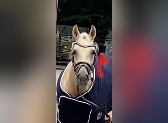 Niemiecki kuc wierzchowy, Klacz, 5 lat, 147 cm, Izabelowata