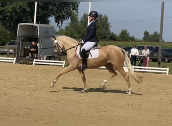 Niemiecki kuc wierzchowy, Klacz, 5 lat, 147 cm, Izabelowata