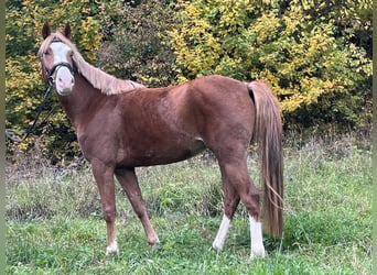 Niemiecki kuc wierzchowy, Klacz, 5 lat, 147 cm, Kasztanowata