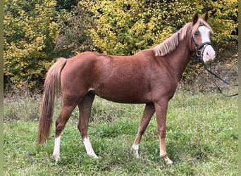 Niemiecki kuc wierzchowy, Klacz, 5 lat, 147 cm, Kasztanowata