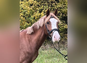 Niemiecki kuc wierzchowy, Klacz, 5 lat, 147 cm, Kasztanowata