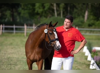 Niemiecki kuc wierzchowy, Klacz, 5 lat, 148 cm, Gniada
