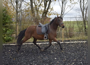 Niemiecki kuc wierzchowy, Klacz, 5 lat, 148 cm, Gniada