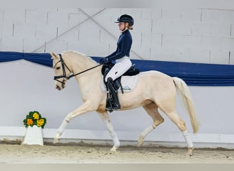 Niemiecki kuc wierzchowy, Klacz, 5 lat, 148 cm, Izabelowata