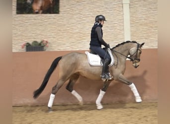 Niemiecki kuc wierzchowy, Klacz, 5 lat, 148 cm, Jelenia