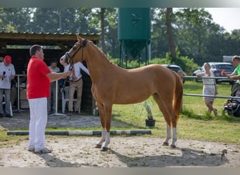 Niemiecki kuc wierzchowy, Klacz, 5 lat, 148 cm, Kasztanowata