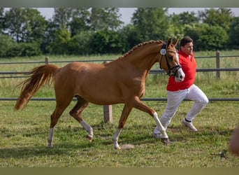 Niemiecki kuc wierzchowy, Klacz, 5 lat, 148 cm, Kasztanowata