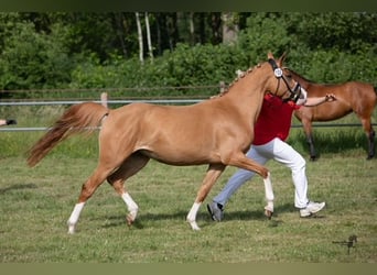 Niemiecki kuc wierzchowy, Klacz, 5 lat, 148 cm, Kasztanowata