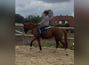 Niemiecki kuc wierzchowy, Klacz, 5 lat, 148 cm, Kasztanowata