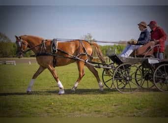 Niemiecki kuc wierzchowy, Klacz, 5 lat, 148 cm, Kasztanowata
