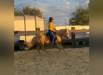 Niemiecki kuc wierzchowy, Klacz, 5 lat, 148 cm, Szampańska
