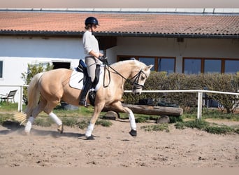 Niemiecki kuc wierzchowy, Klacz, 5 lat, 152 cm, Izabelowata
