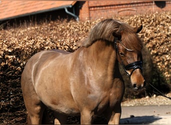 Niemiecki kuc wierzchowy, Klacz, 5 lat, 153 cm, Ciemnokasztanowata